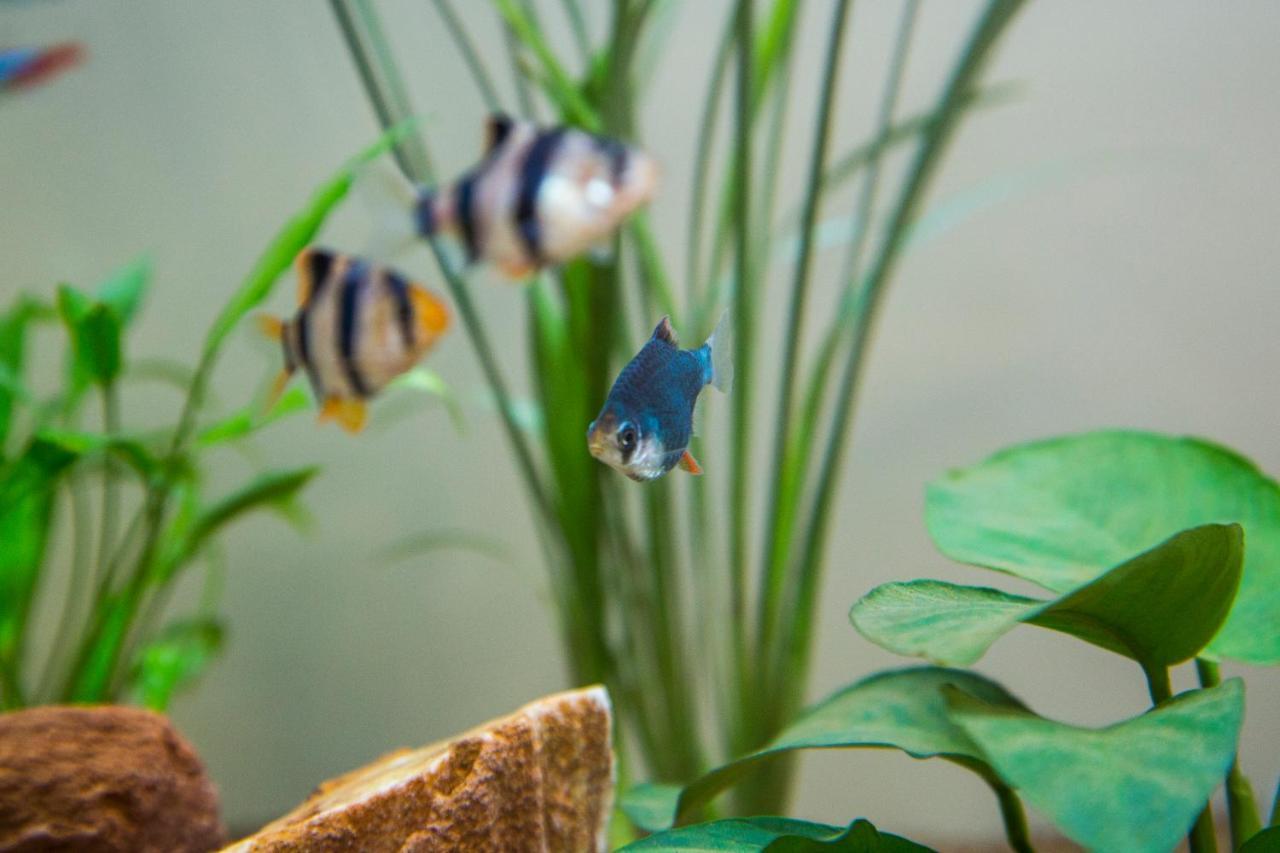 B&B Aquarium 산베네데토델트론토 외부 사진
