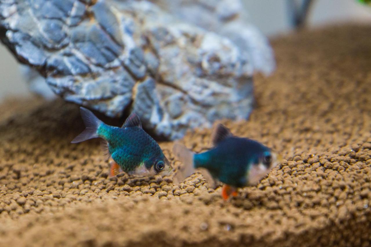 B&B Aquarium 산베네데토델트론토 외부 사진